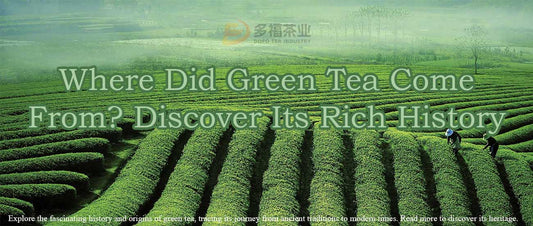 Where Did Green Tea Come From? ——Exploring the Origin and Health Appeal of Chinese Green Tea