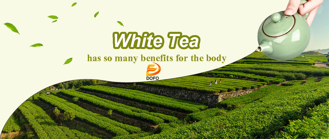Does white tea have caffeine?What are the benefits of white tea?