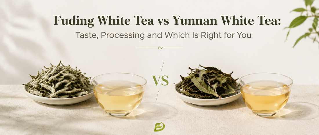 Fuding White Tea vs Yunnan White Tea: Taste, Processing 